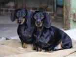 Bax und Ben
