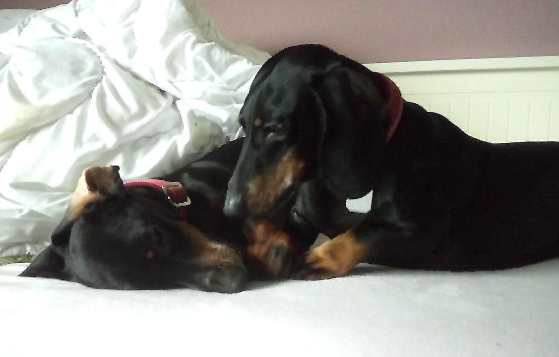 Bobby und Bruno (Foto, Tatjana E.)