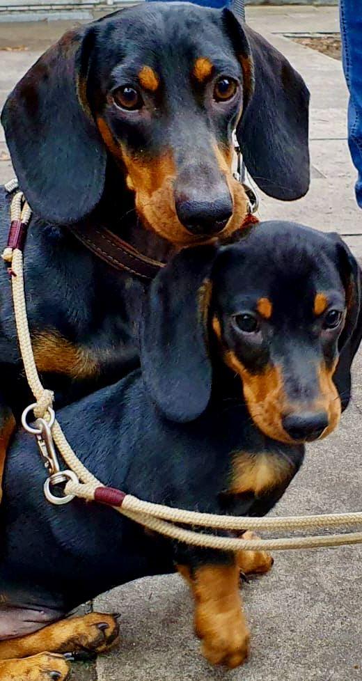 Fiete und Gladiator "Max" ... 18. August 2019